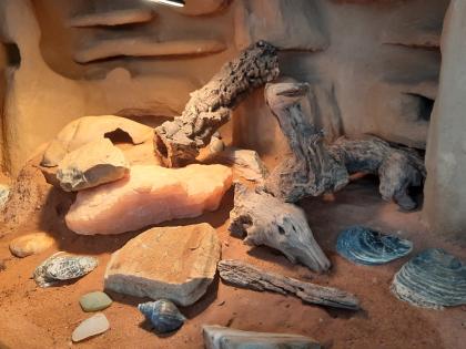 Leopardgecko mit Terrarium