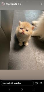 Perserkitten abzugeben