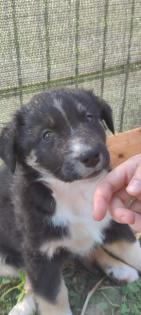 Australian Shepherds