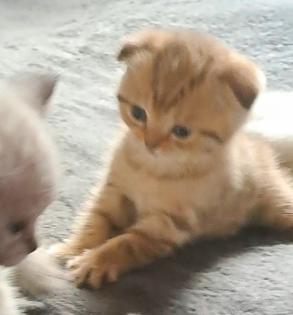 Scottish Straight Kitten
