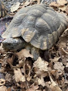 Breitrandschildkröten Männchen 2022