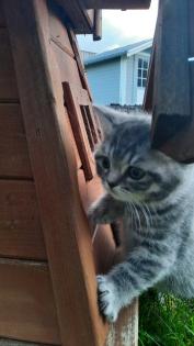 Bkh Kitten 2- weibchen und 1- männchen