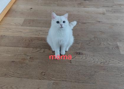 Süße BKH kitten ns 1133 mit Blauen augen