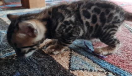 Wunderschöne Bengal Kitten Mini Leoparden