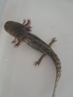 Axolotl Nachzucht abzugeben