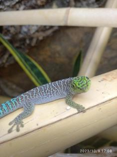 Phelsuma standingi