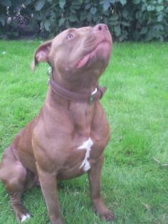 Pitbull Red Node mit adba papieren
