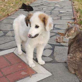 Salomi - versteht sich prima mit Katzen