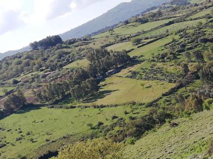 Italien Sardinien Weinberg Land 3 Ha Existenz Baugenehmigung