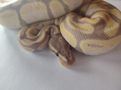 Königspython regius Banan