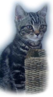 Bkh Kater SilverTabby 14Wochen sucht neues Zuhause