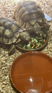 Zwei Spornschildkröten abzugeben