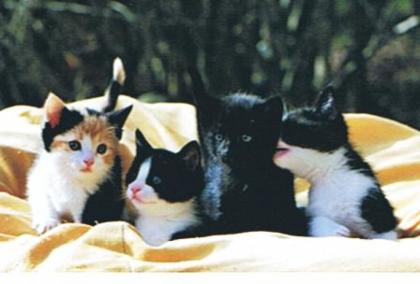 Hallo wir sind die Katzenkinder Lola-Luna Midi Coco und Moritz.