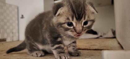 Scotish Fold kittys katzen