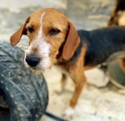 Sally sucht ein passendes Zuhause
