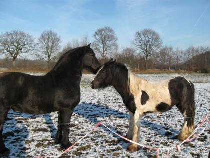 Irish Cob Hengst 2 Jahre