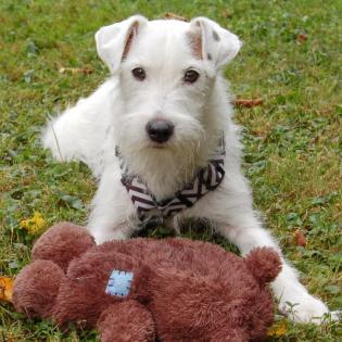 WHITE SNOOP - temperamentvoller Parson Russell - 10 Jahre - Tierhilfe-Franken e.