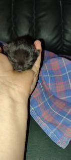 Reinrassige Perser Kitten