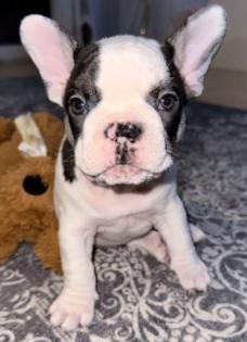 Sehr liebevoller Wurf französischer Bulldoggenwelpen.