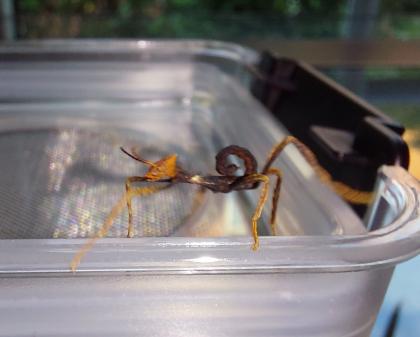 Australische Gespenstschrecke Extatosoma tiaratum