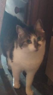 Katzen sucht neues Zuhause
