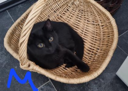 1 Bkh mix Katze mit 5 Kitten
