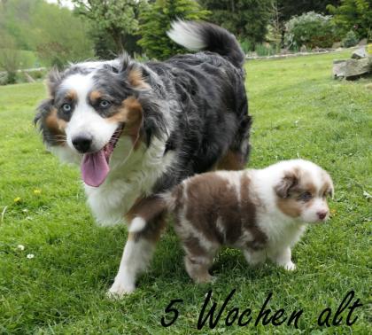 Reinrassiger Australian Shepherd Welpe red-merle weiblich