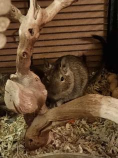Degu Jungtiere abzugeben
