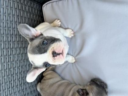 Sehr liebevoller Wurf französischer Bulldoggenwelpen.
