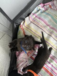Siam Mix Kitten / Babykatze