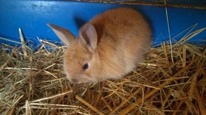 Kleine süße Zwergkaninchen bald abzugeben Kaninchen