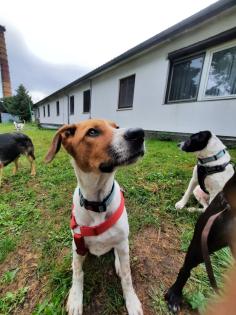 Tolle Labradormischlinge gechipt und geimpft suchen ein schönes Zuhause