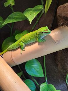 Riesentaggecko/Phelsuma grandis