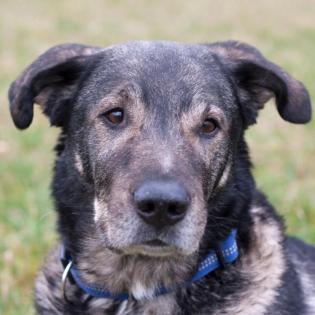 BUTCHI - Schäfer-Mix - 8 Jahre - Tierhilfe-Franken e. V.