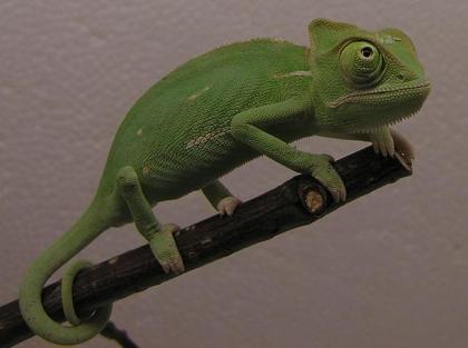 Kleine Jemen Chamäleon Weibchen NZ vom 15. 01. 23 ca 6/ 12 cm Kl/ GL Versand mögl