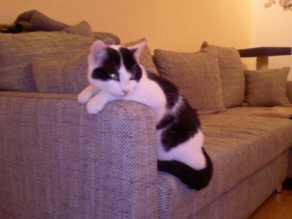 1 5 Jahre alter Kater zu verschenken