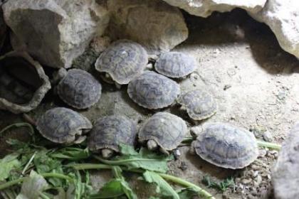Spaltenschildkröten Nachzuchzten 2022