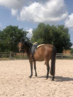 Reitpony Mix Wallach 3 jährig 1 45 m Freizeit Western Dressur