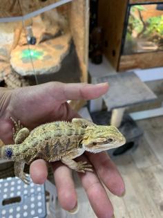 Bartagame 11Wochen alt wunderschön