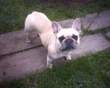SÜSSE FRANZÖSISCH BULLDOG WELPEN FAWN RED FAWN