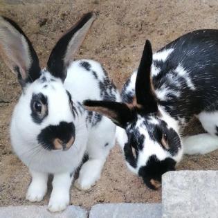 TIMMY und TOBI - Hasen - 5 Monate - Tierhilfe-Franken e. V.