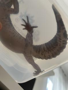 Leopardgecko Black Night w 4. 5 Jahre