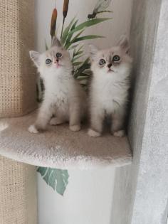 Neva masquarade Sibirische Waldkatze kitten