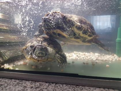 Rotwangen-Schmuckschildkröten