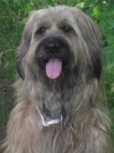 Briardwelpen ideale Familienhunde haaren nicht
