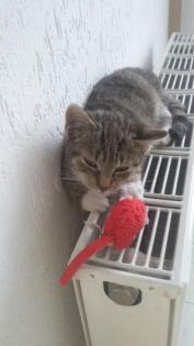 Katzenbaby weiblich
