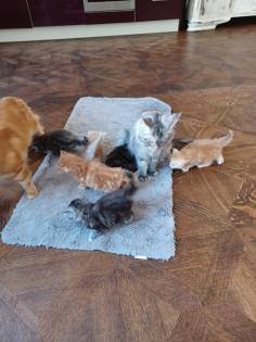 Maine Coon Kitten reinrassig