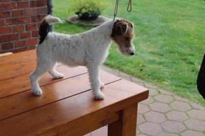 Drahthaar Foxterrier Welpe.