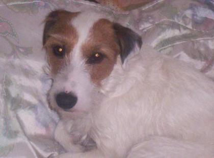 4 Jahre alten Jack-Russell in Liebevolle Hände zu verschenken