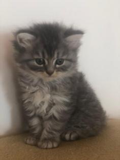 Perser Kater kitten